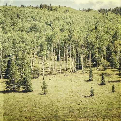 trees pine forest canon vintage square colorado afternoon meadow vail aspens hdr textured t1i applesandsisters