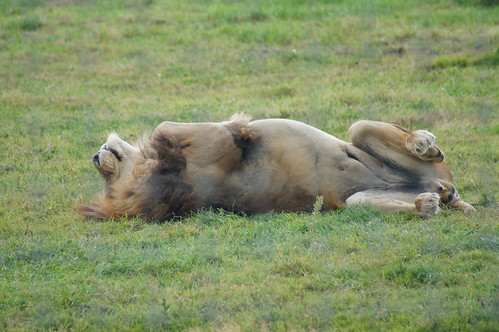 Lion | Yorkshire Wildlife Park | Tim Ellis | Flickr