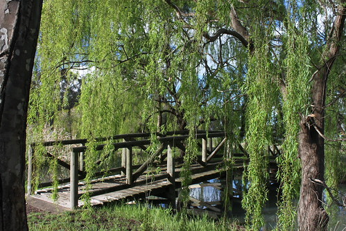 Murtoa footbridge (2) by r.ros42, One of two wooden footbridges spanning the billabongs in Rabl Park.bridge footbridge victoria timber