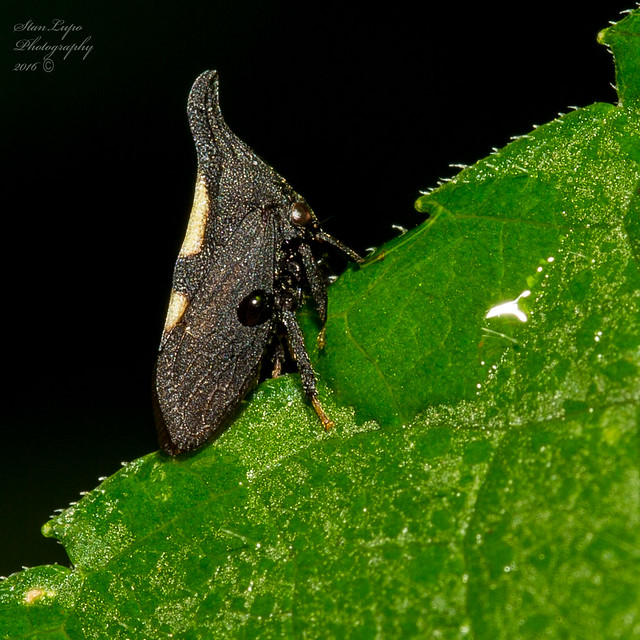 Two-marked Treehopper ( Enchenopa binotata)jpg