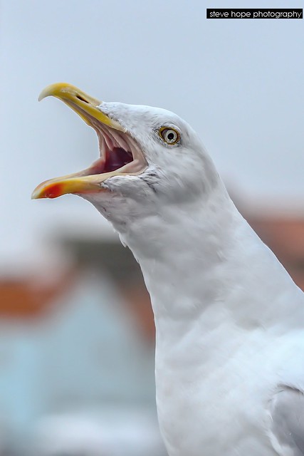 Hungry seagulls - Bridlington