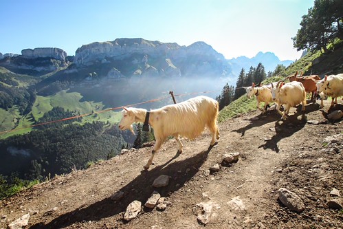Trecking Route Ebenalp, Appenzeller, Switzerland by ShivRamky, An early morning trekking right after sunrise gives a wonderful experience in ebanalp mountain. Betw