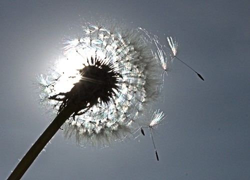 sun white wind blowing fluff dandelion seeds kissed