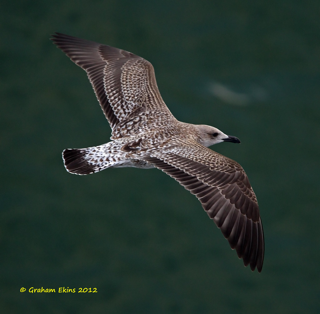 Lesser Black-backed Gull, Larus fuscus, race graelsii, juv… | Flickr