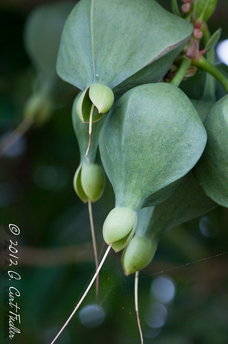 Fish-Kill Tree Pods | umijin | Flickr