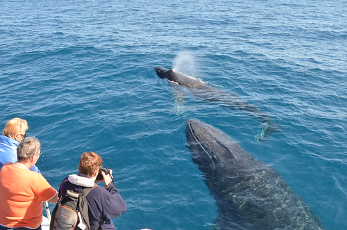 Whale Watching Hervey Bay Australia by eGuide Travel | by eGuide Travel