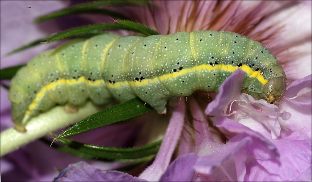 Caterpillar,  Bright-line Brown-eye