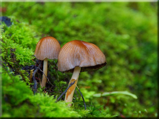 Autumn Fungus