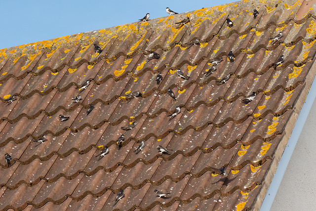 House martins on the roof