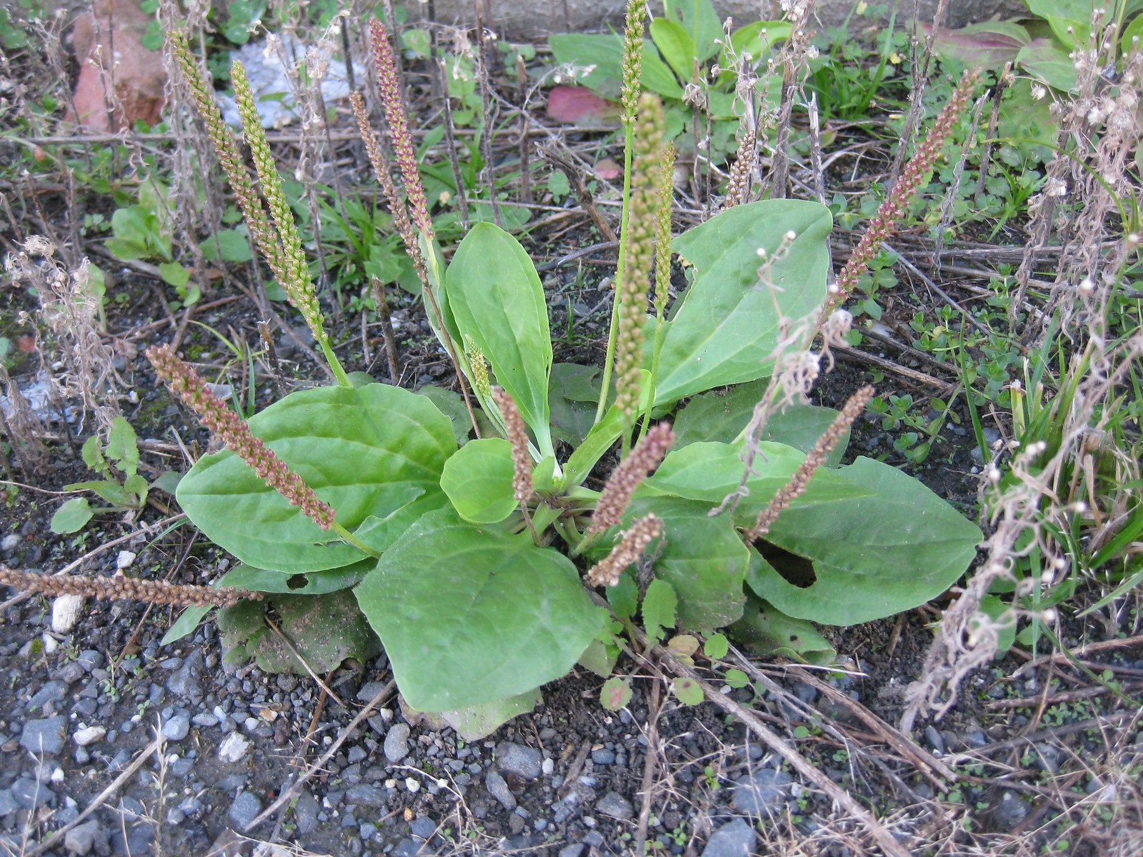 greater plantain (Plantago major)