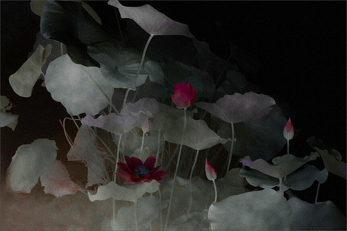 Lotus Flower Surreal Series: IMG_1095-1-i-1000-tx by Bahman Farzad