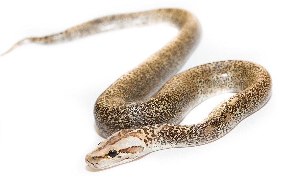Granite Burmese Python | Python bivitatus bivitatus | Flickr