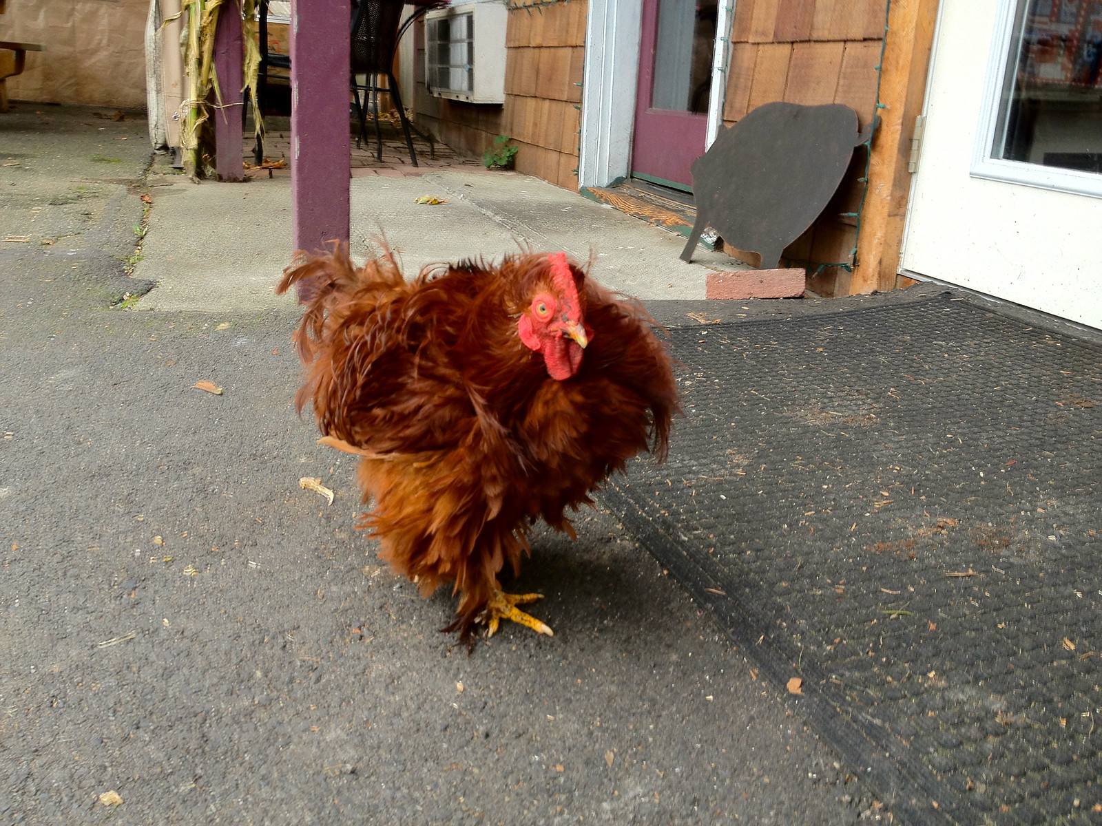 Chicken