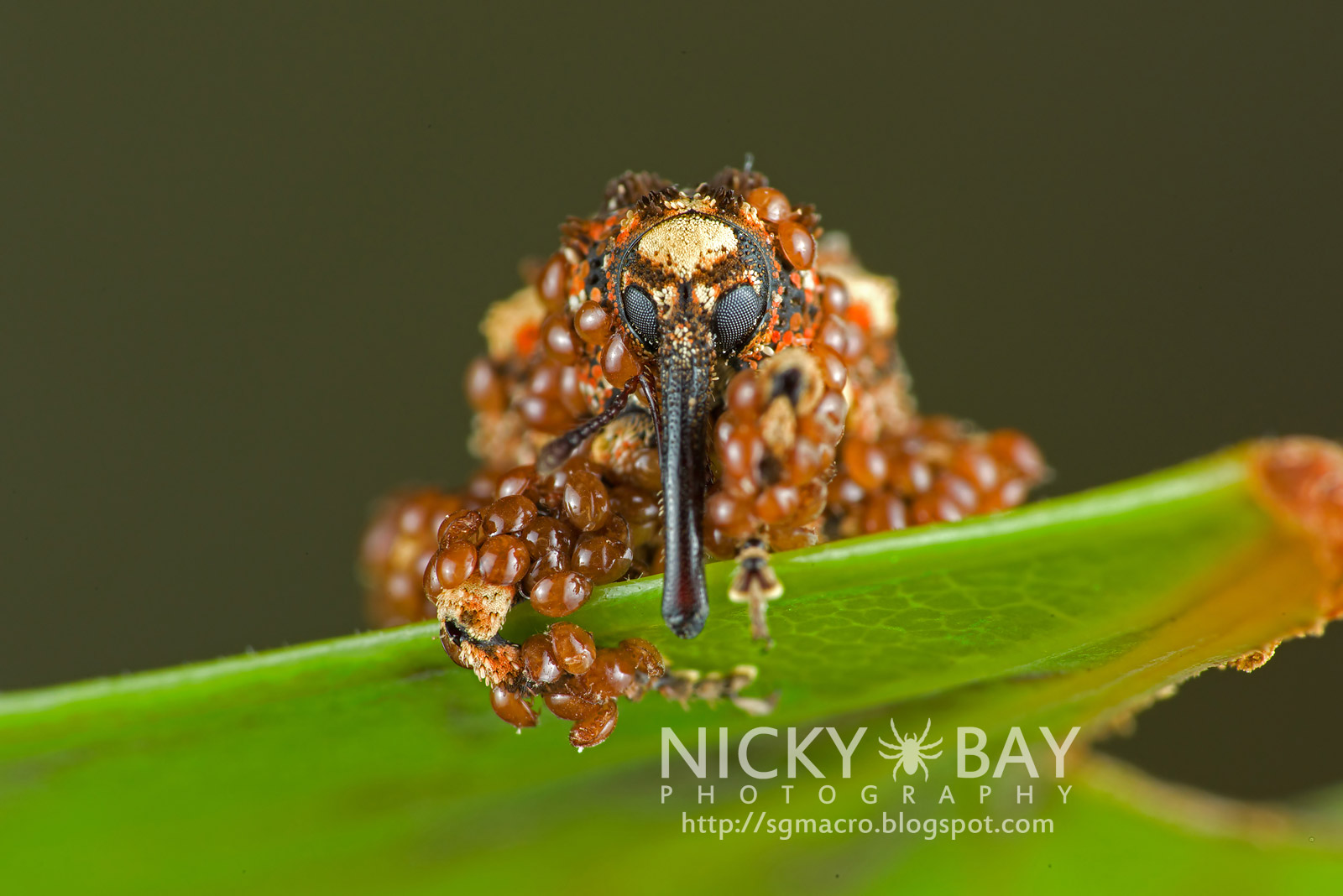 Curculionidae - True Weevils | Flickr