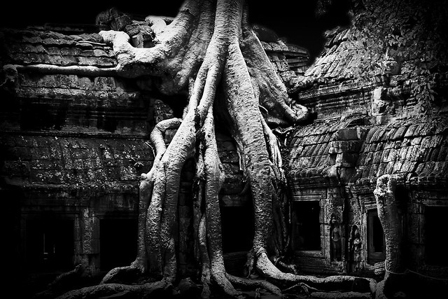 When nature takes over - Cambodia