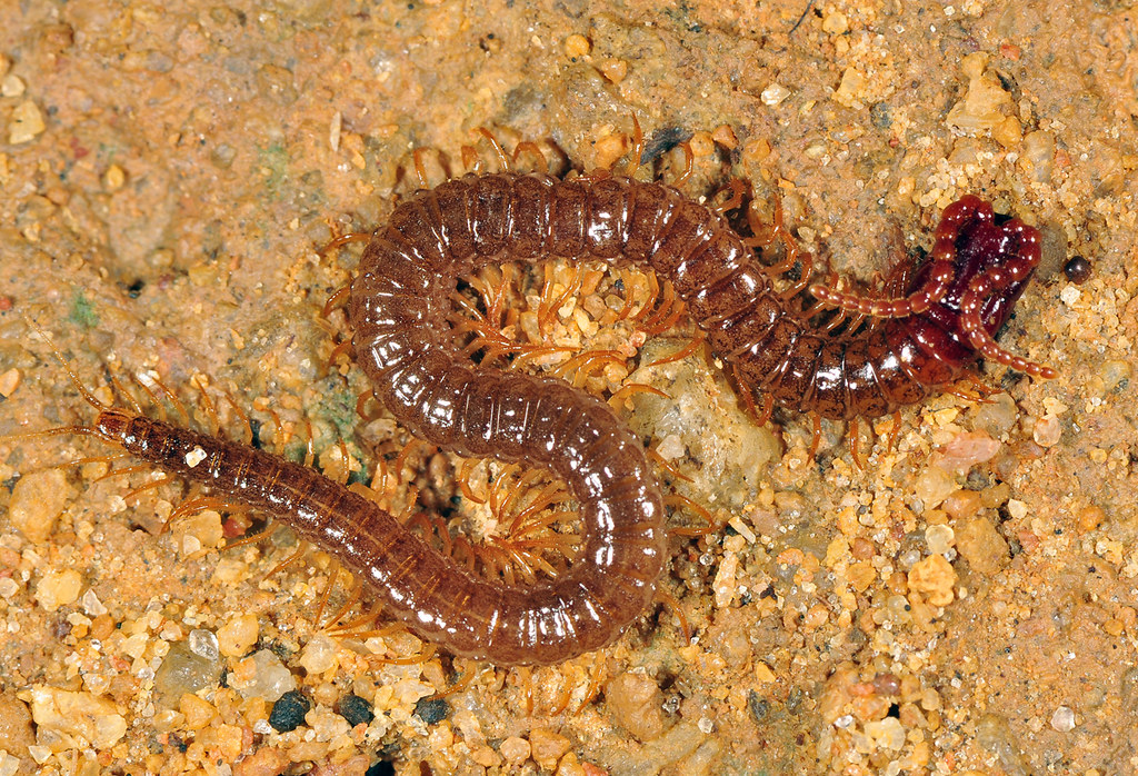 Backwards-walking centipede, family unknown