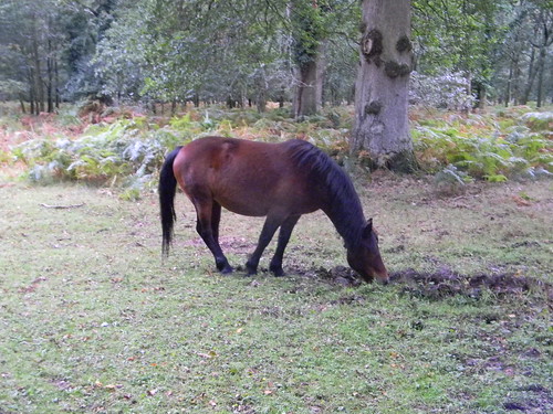 Pony Brockenhurst Circular