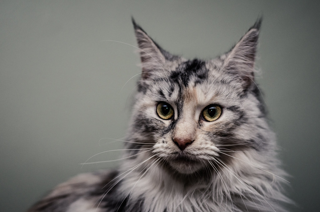 small maine coon mix