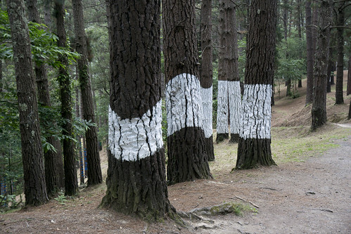 Bosque de Oma 5