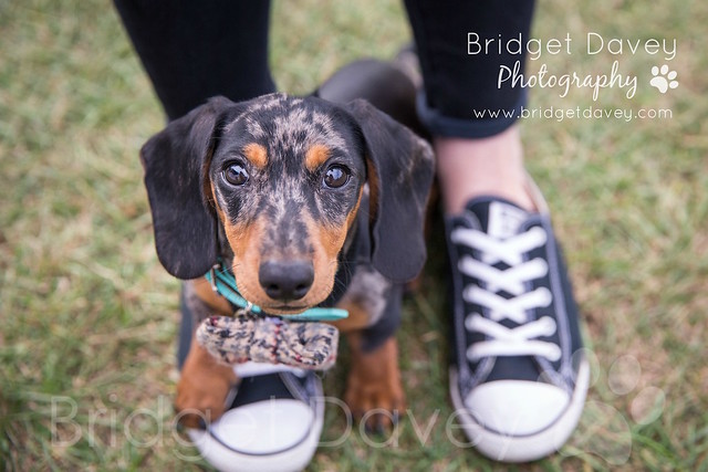 Pup Aid 2016 | Professional Dog Photography London