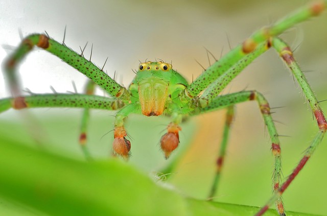 male crab spider  (8mm)