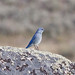 Flickr photo 'Mountain Bluebird-Male' by: jerrygabby1.