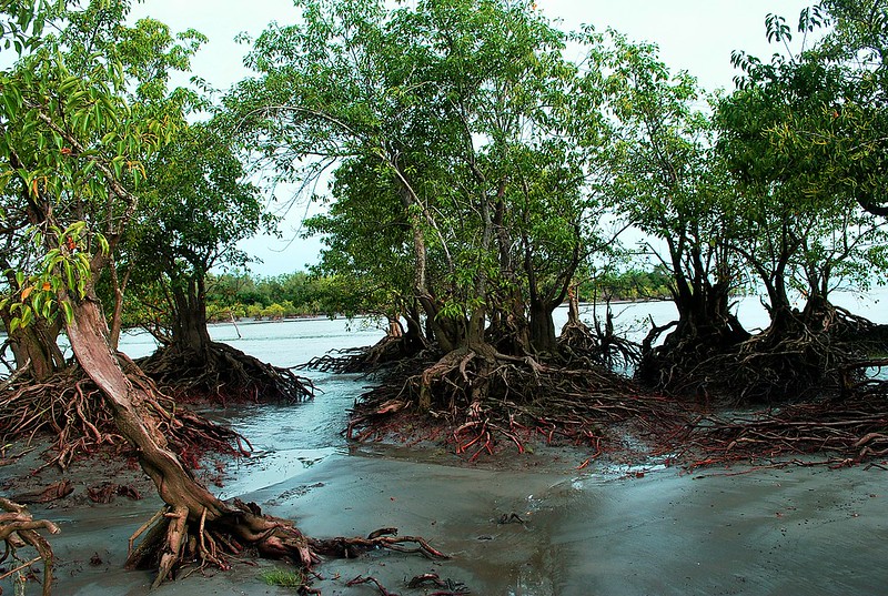 mangrove forest @ kuakata, Bangladesh