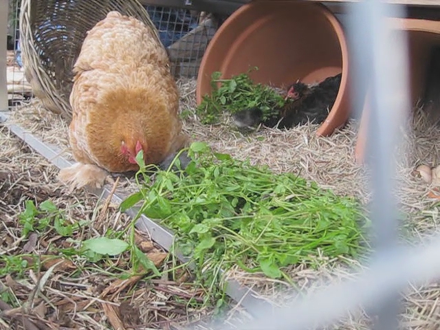 chickens eating chickweed video | Adam Grubb and Annie Raser-Rowland ...