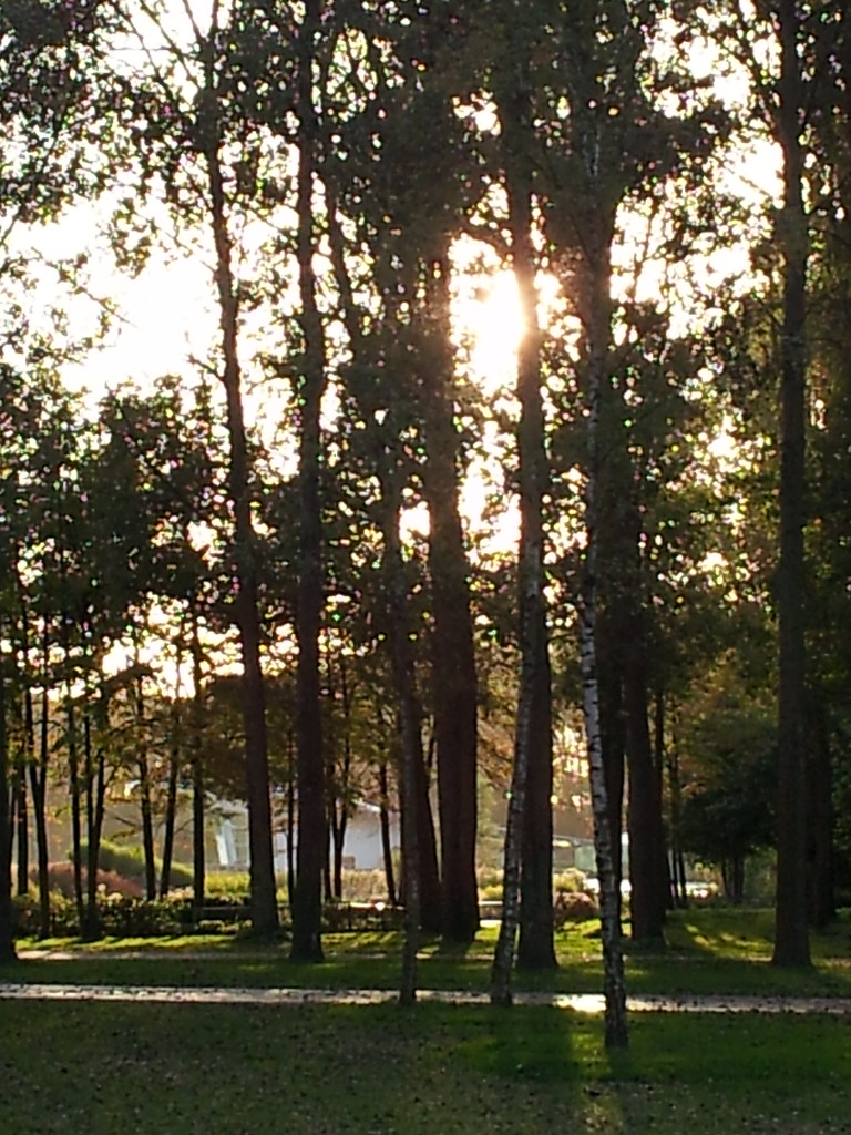 Haarlemmermeerse Bos