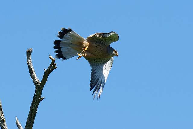 Faucon crécerelle - Falco tinnunculus - Common Kestrel
