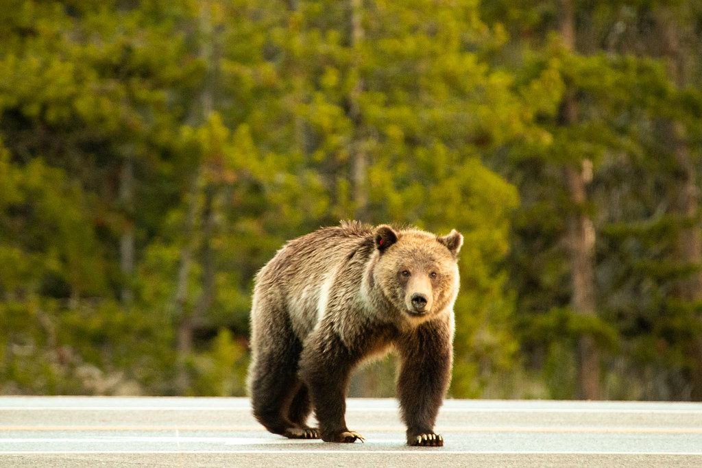 The Grizzly Bear: Force of Nature is the most powerful animal in the world.