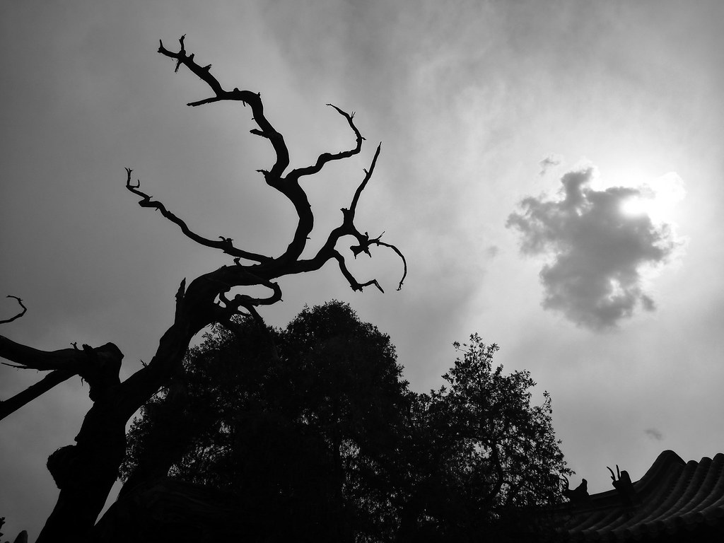 Sdr Tree old tree | sdr | dagg2008 | Flickr