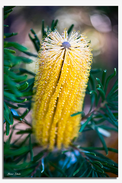 Yellow Banksia Flower