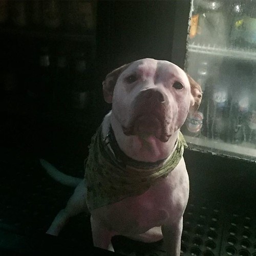 This very good barktender would like you to order already. . . . . #bark #pitbull #pibble #barktender #bardog #dogswithjobs