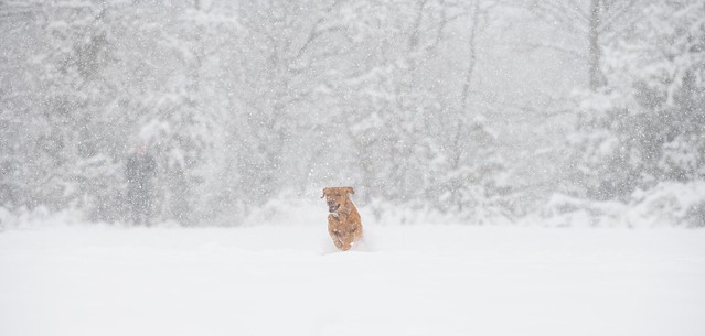 'Tale of the Snow Dog'