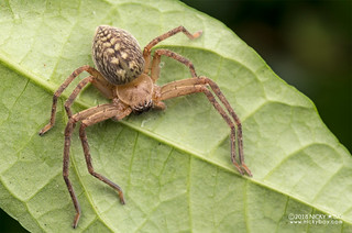 Huntsman spider (Olios sp.) - DSC_1668
