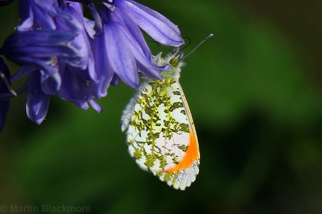 Orange tip butterfly 104970