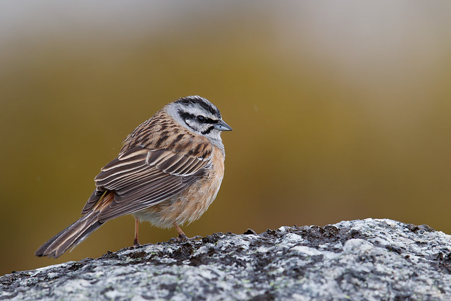 Emberiza cia | Rock Bunting | klippsparv