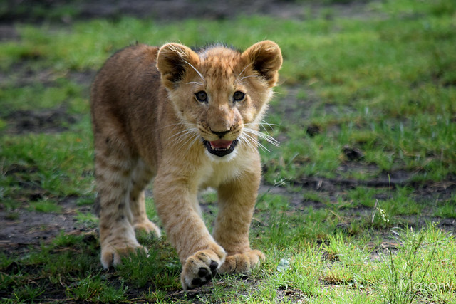 Little lion cub