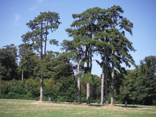 Trees in Waddesdon Estate SWC 192 Haddenham to Aylesbury (via Waddesdon) 