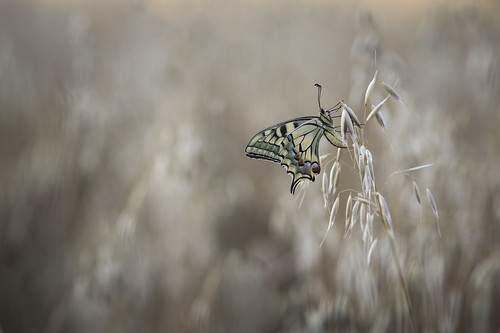 pentax k3 fa135f28 135mm 135 papillon butterfly mariposa machaon occitanie bokeh blured blur midipyrénées