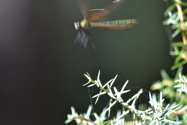 Calopteryx virgo meridionalis ♀