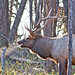 Flickr photo 'Elk' by: jerrygabby1.