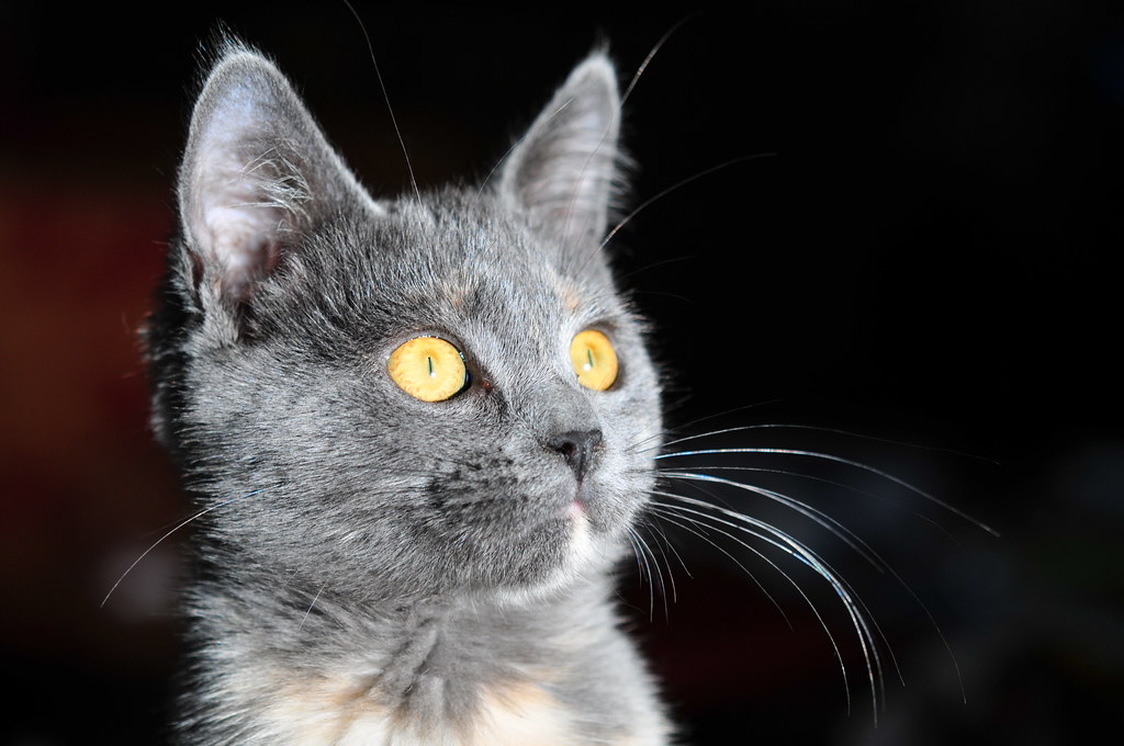 norwegian forest cat mix