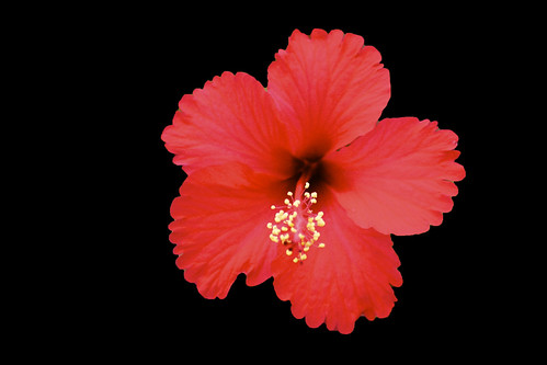 Hibiscus | by Beegee49 (Thanks for 12m views,account locked