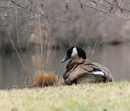 preening Canada goose - Preening Canada goose sitting by a ...
