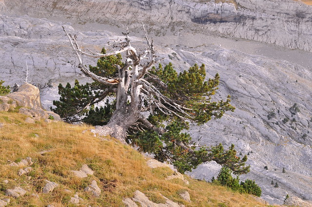 Pinus uncinata.
