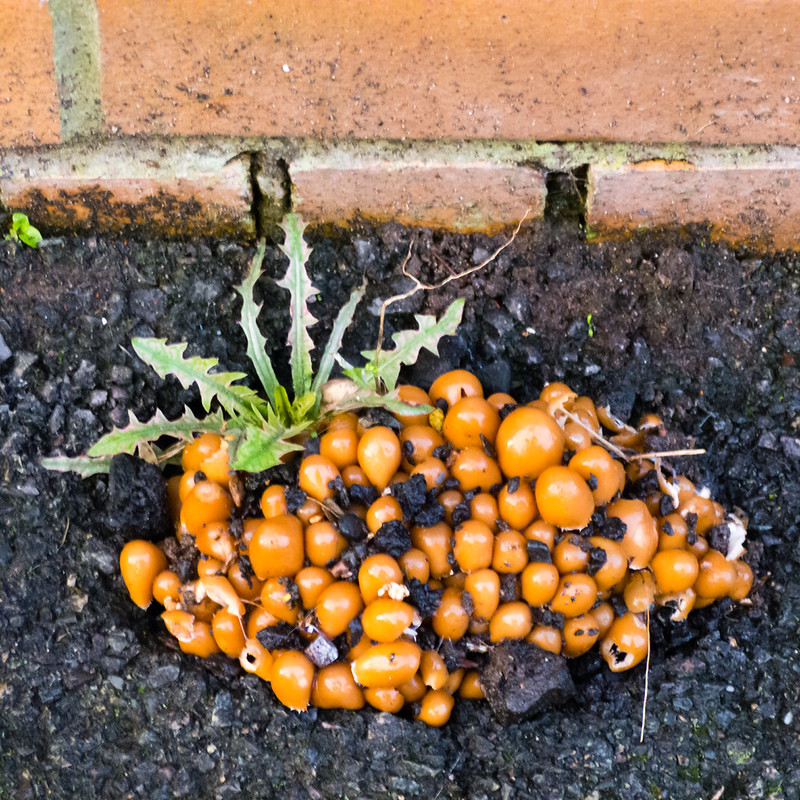 Clump of mushrooms growing through tarmac