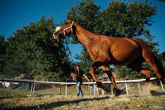 Previsite per i cavalli del Palio. Foto di BHStudio