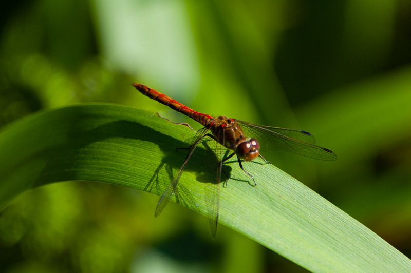 Common darter dragonfly on bullrush leaf
